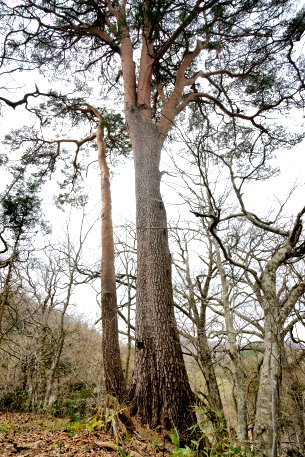 達沢原生林のアカマツ