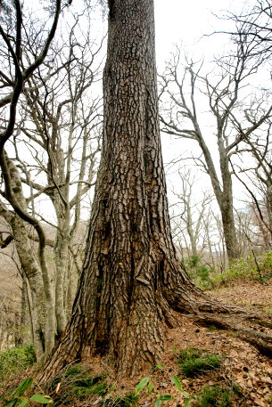 達沢原生林のアカマツ