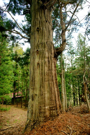 熊野宮の男杉女杉_男杉
