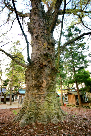 溝延の大ケヤキ