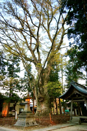 溝延の大ケヤキ