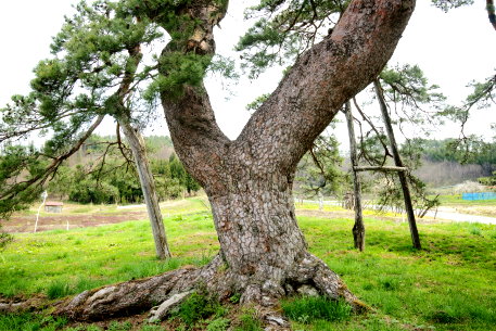 芦沢の千年松
