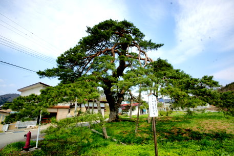 芦沢の千年松