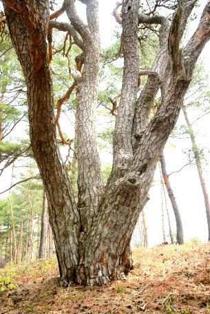 上伊佐沢舘のホーキマツ