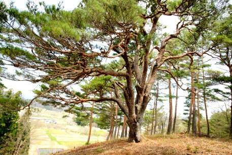 上伊佐沢舘のホーキマツ