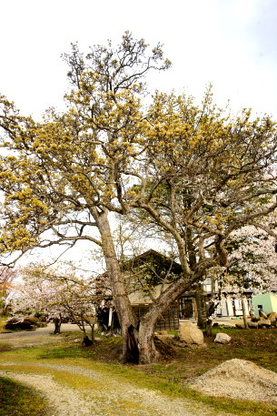 島貫家の大梨
