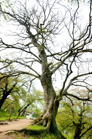 霞城公園のエゾエノキ