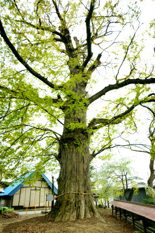 大清水の大ケヤキ