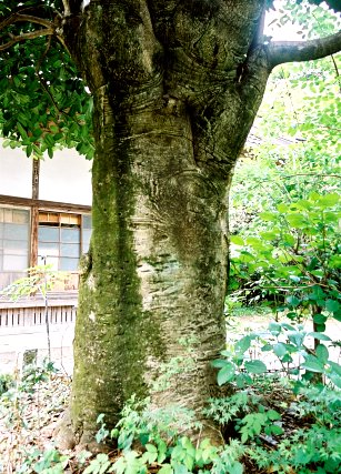 慈光寺のタラヨウ