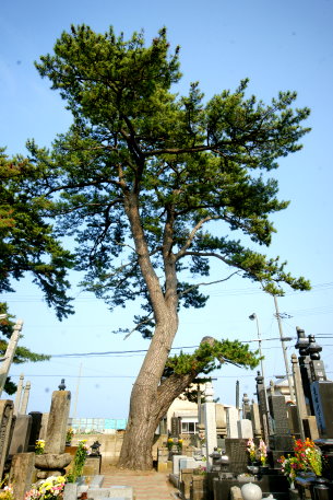 正法院のクロマツ