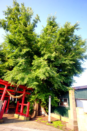 愛宕神社のハルニレ