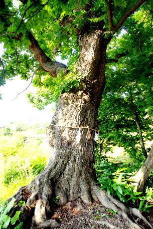 向外瀬のモクゲンジ