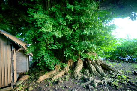 中野のイチョウ