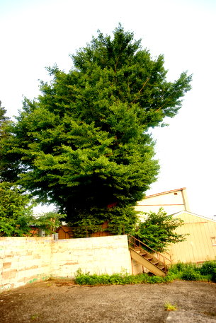 中野のイチョウ