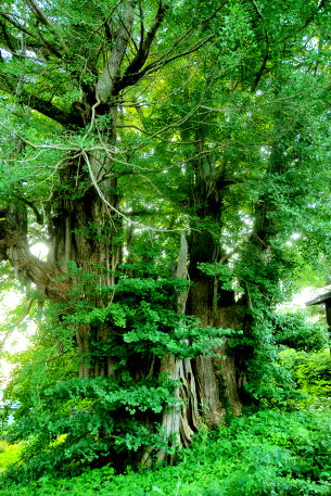 鳥谷部のイチョウ