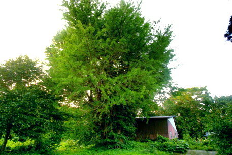鳥谷部のイチョウ