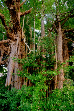 白石のイチョウ
