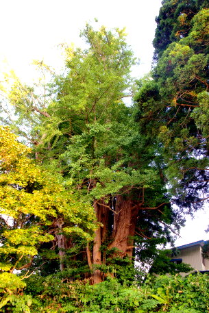 白石のイチョウ