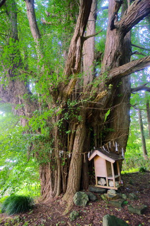 川原町のイチョウ