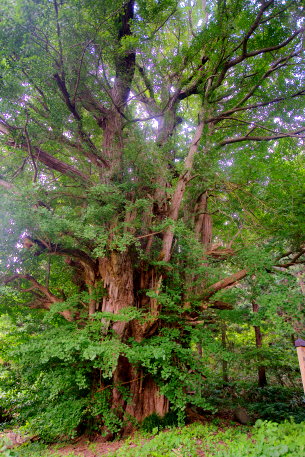 川原町のイチョウ
