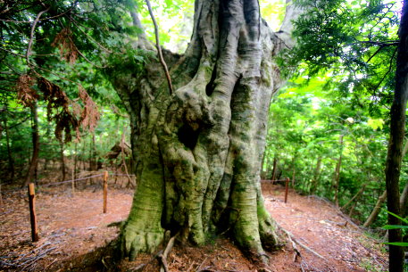 まほろばのブナ