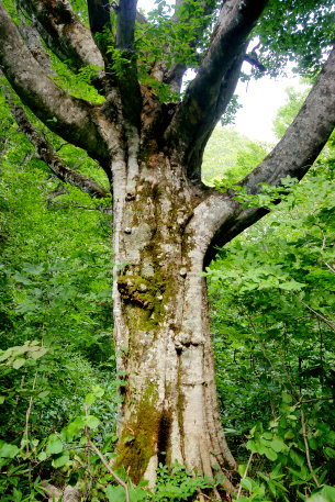 赤沼の千手観音ブナ