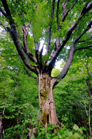 赤沼の千手観音ブナ