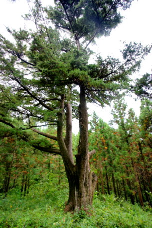 中山の五葉松