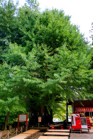 山寺の大銀杏