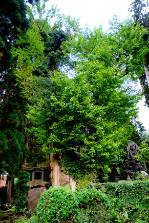 永泉寺のイチョウ