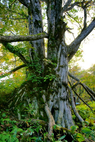 不動沢のサワグルミ