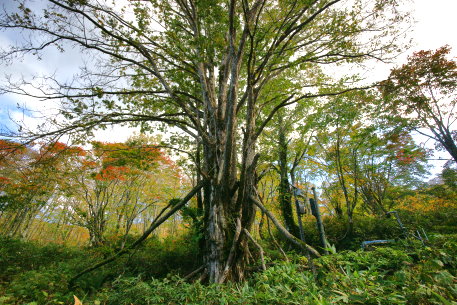 不動沢のサワグルミ
