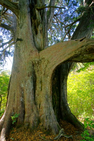 上倉山のクロベ