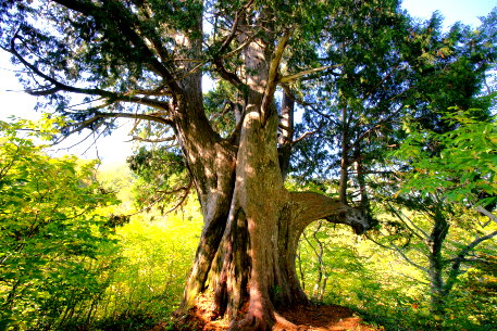 上倉山のクロベ