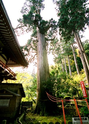 円覚寺の竜灯杉