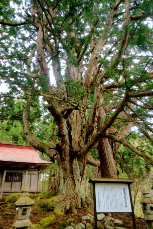 温泉神社の大杉