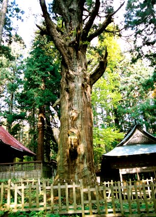 巌鬼山神社の大杉 (北株)