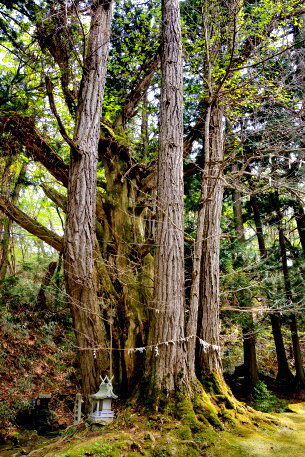 潮山神社のイチョウ
