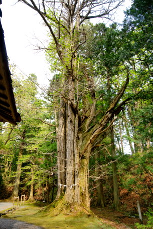 潮山神社のイチョウ