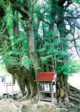 道仏のイチョウ