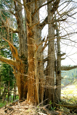 如来堂のイチョウ