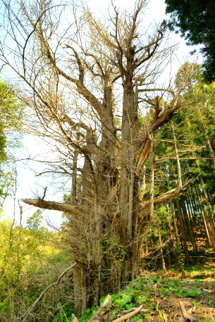 如来堂のイチョウ