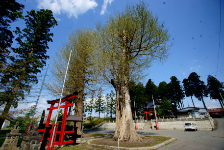 大池神社のイチョウ