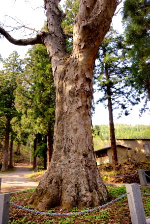 三嶽神社のケヤキ