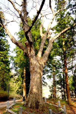 三嶽神社のケヤキ