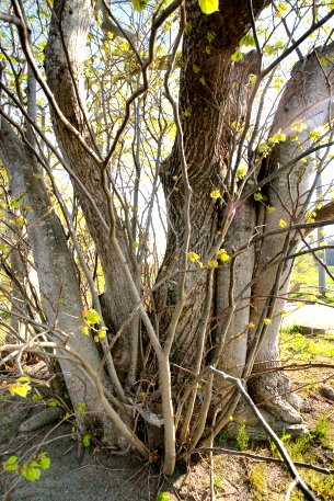 小川原湖畔のオオバボダイジュ