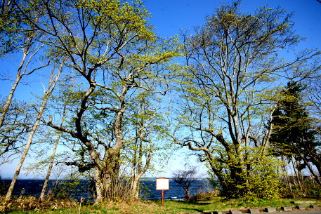 小川原湖畔のオオバボダイジュ