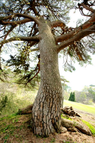 中屋敷の赤松（門松）