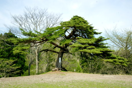 中屋敷の赤松（門松）