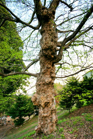 南郷のヤマボウシ